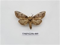 藏品(朴娜舟蛾)的圖片